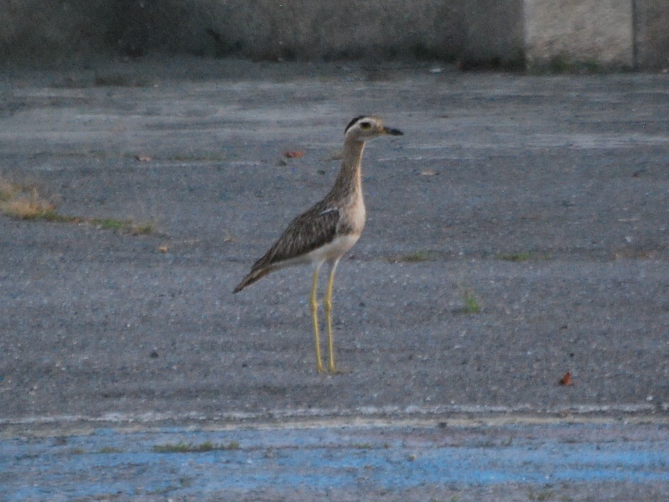 Double-striped Thick-knee - ML624076729