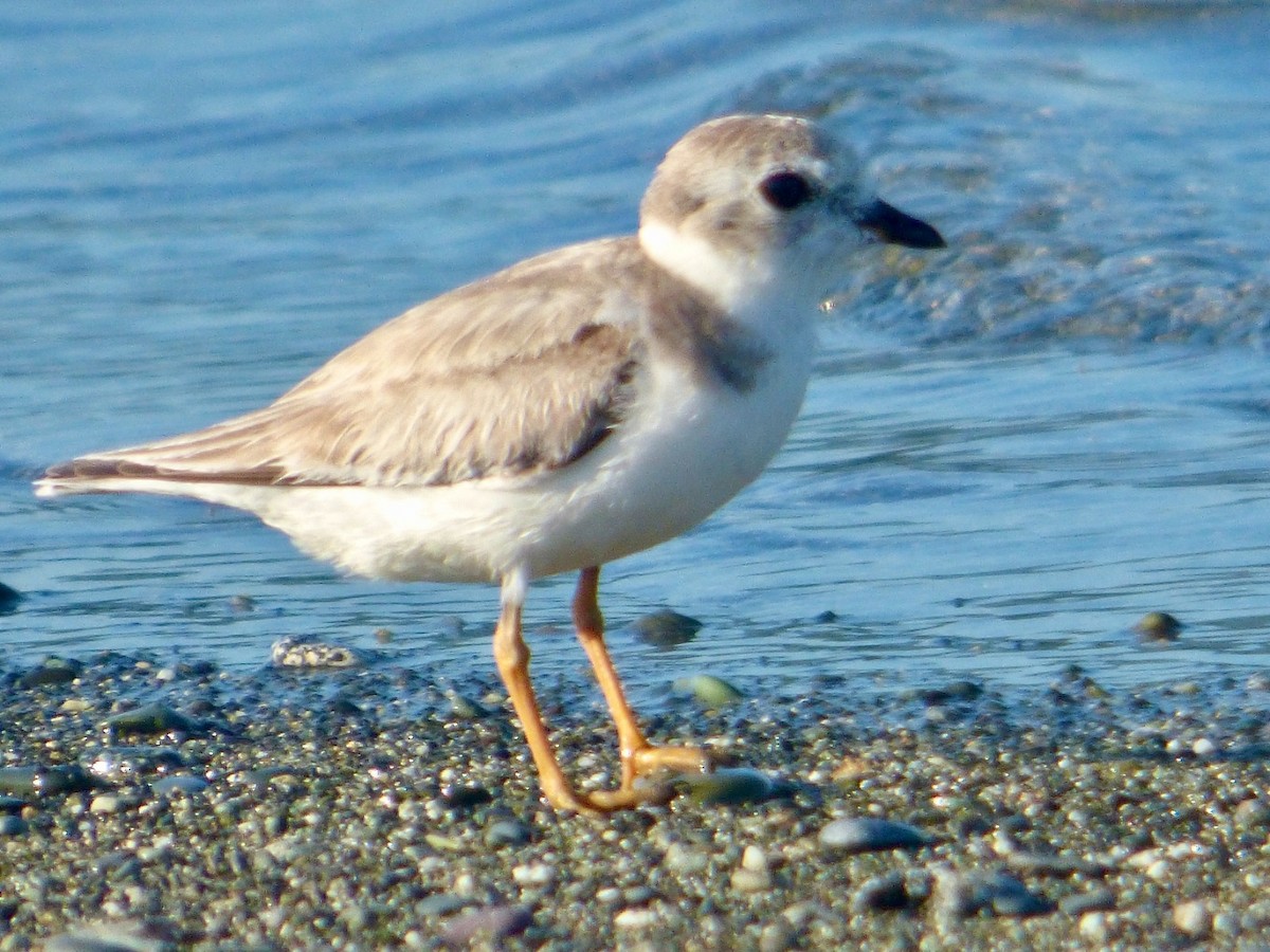 Piping Plover - Juan Carlos Lobaina