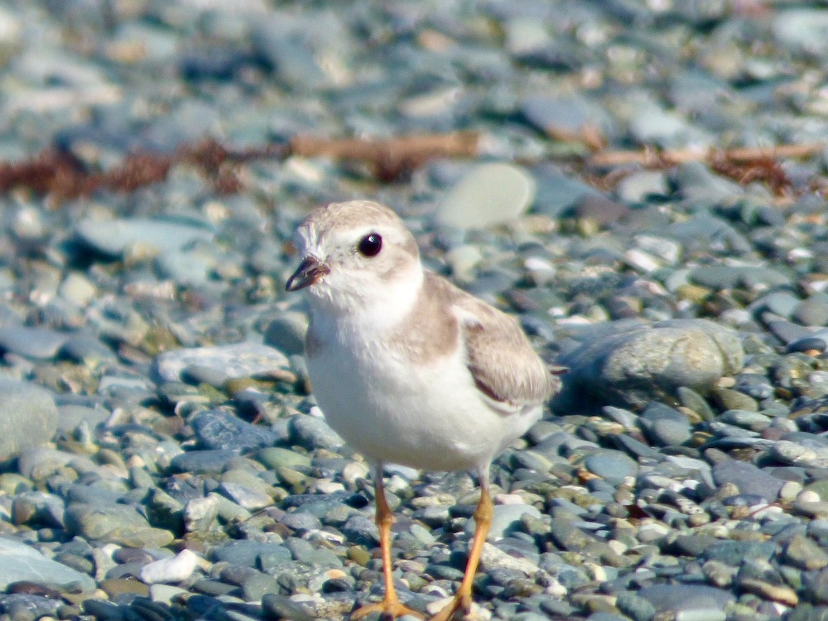 Piping Plover - ML624076731