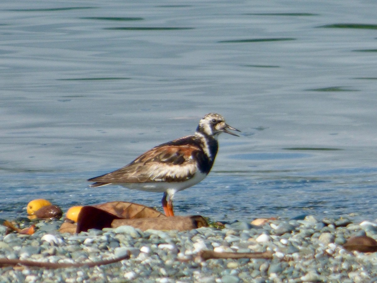 Ruddy Turnstone - Juan Carlos Lobaina