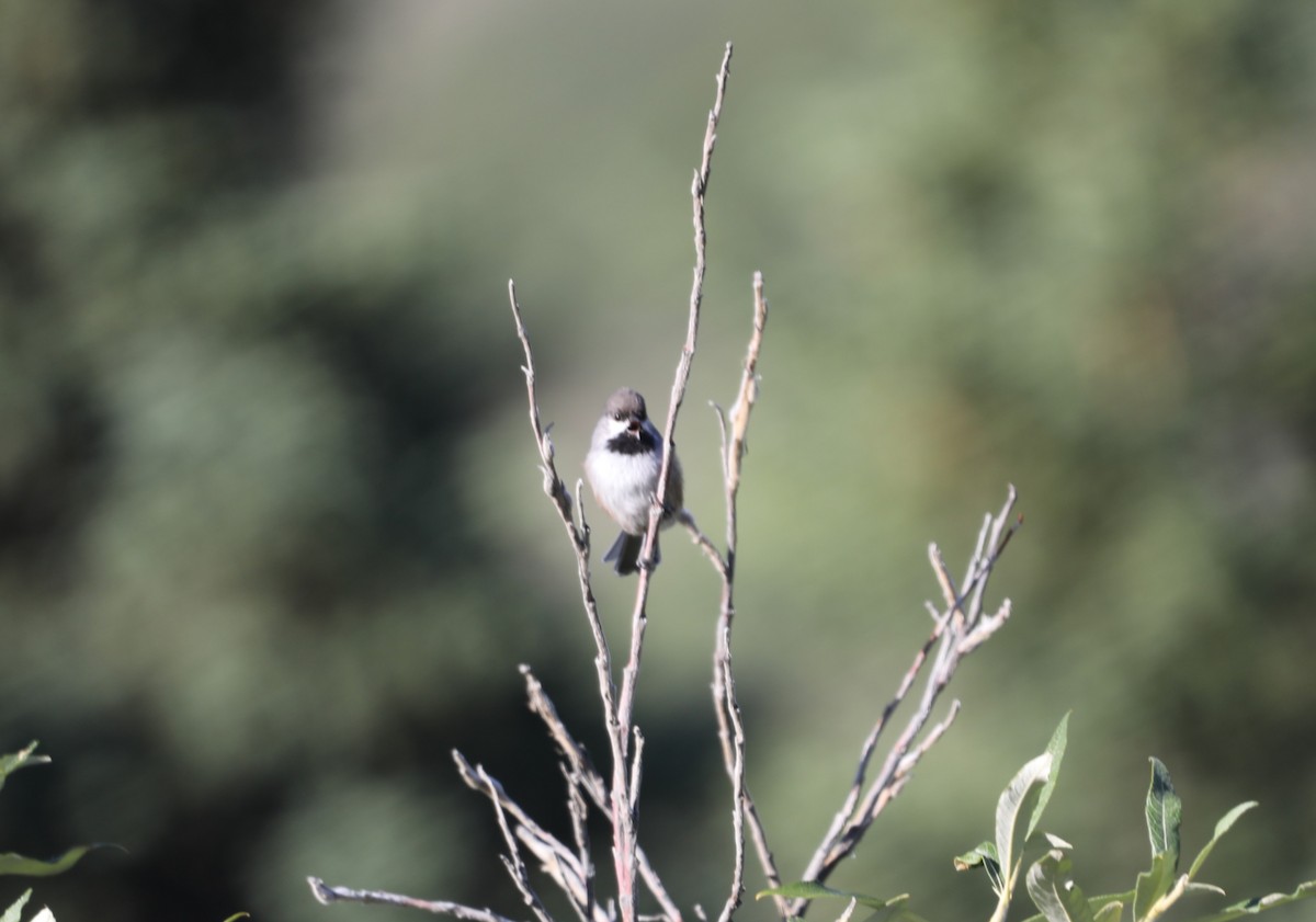 Boreal Chickadee - "Chia" Cory Chiappone ⚡️