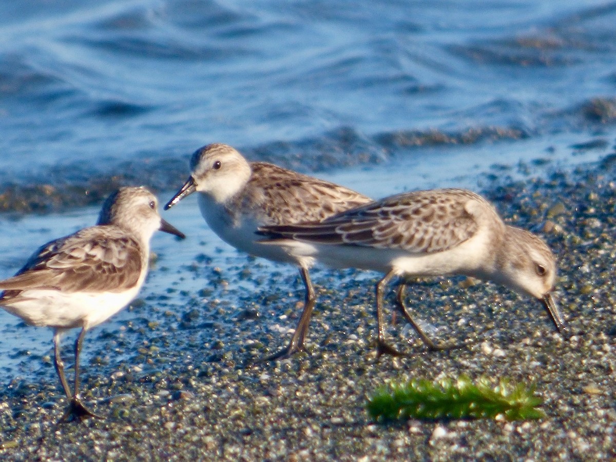 Semipalmated Sandpiper - Juan Carlos Lobaina