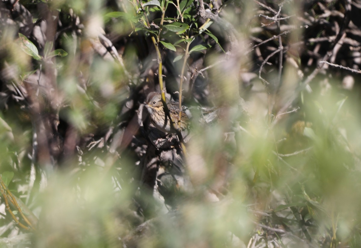 Lincoln's Sparrow - "Chia" Cory Chiappone ⚡️