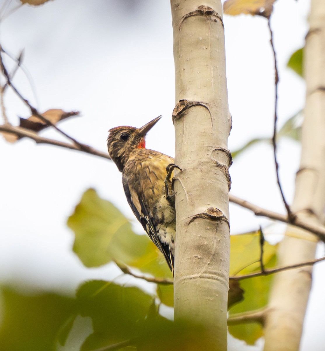 Yellow-bellied Sapsucker - ML624076825