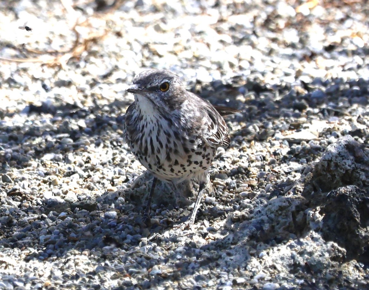 Sage Thrasher - ML624076842