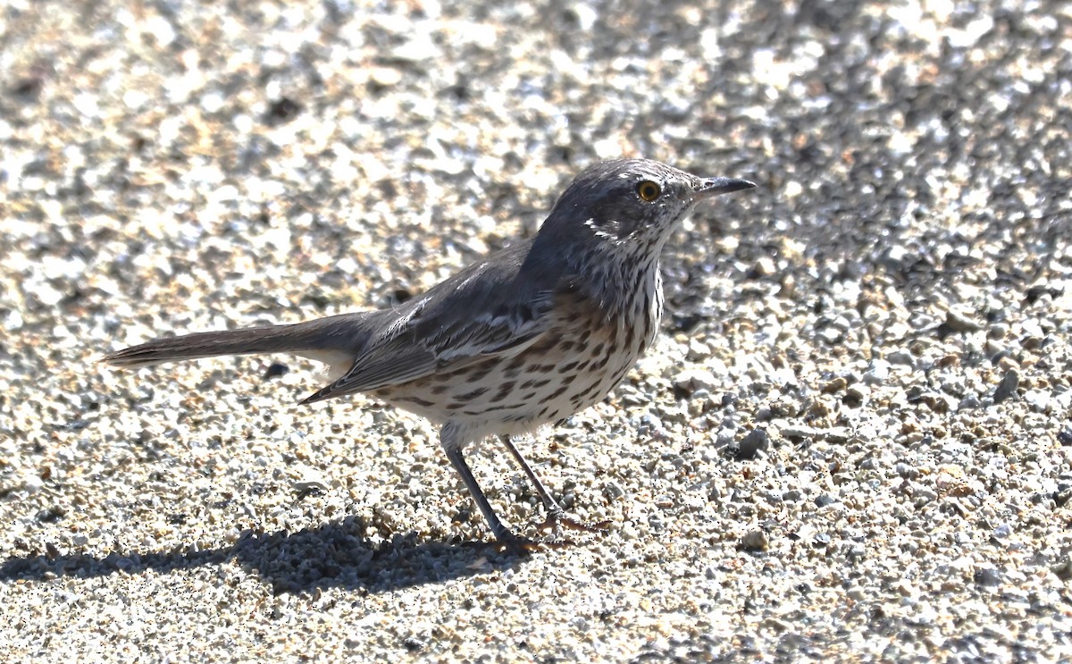 Sage Thrasher - ML624076843