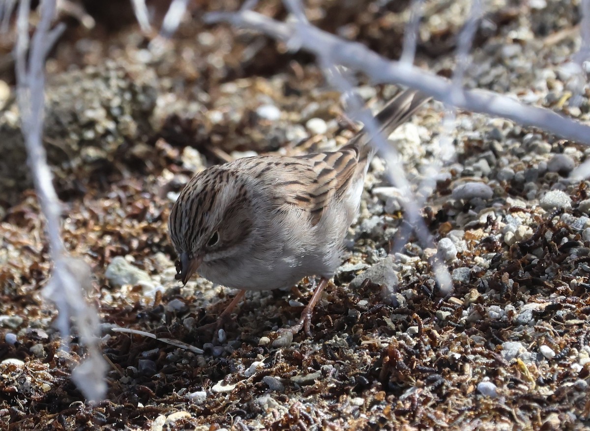 Brewer's Sparrow - ML624076853