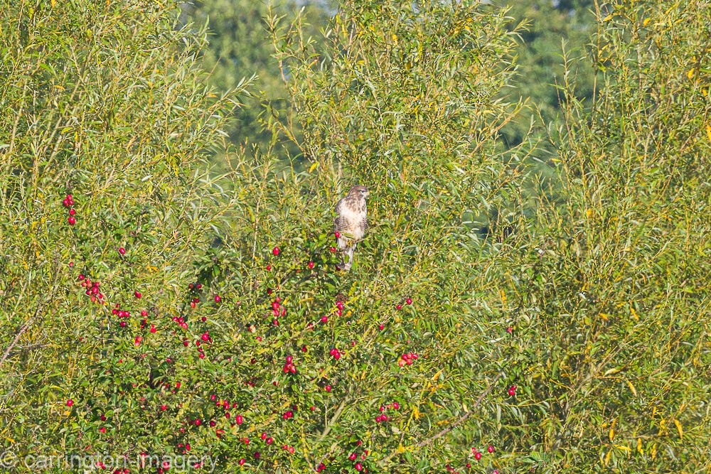 Common Buzzard - ML624076855