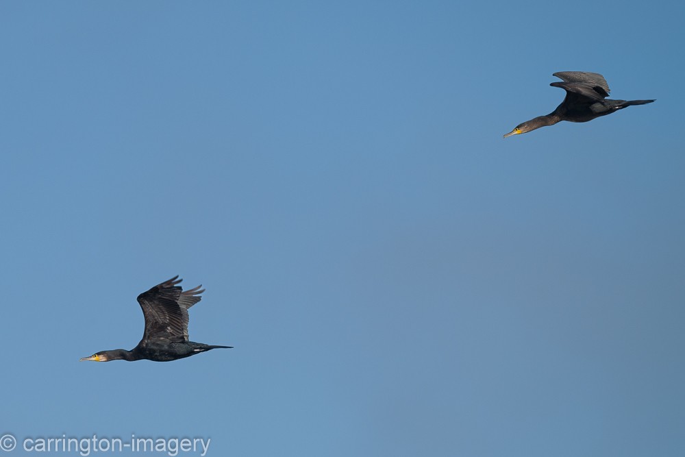 Great Cormorant - ML624076858