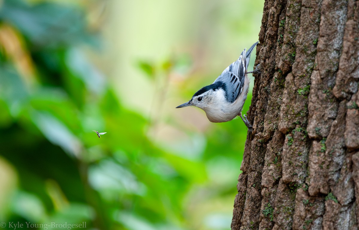 White-breasted Nuthatch - ML624076860