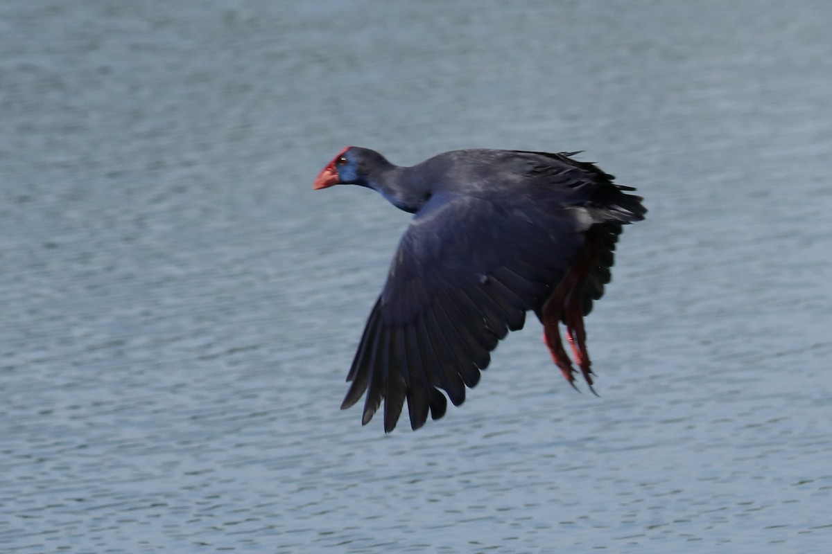 Western Swamphen - Antonio Espin Fernandez