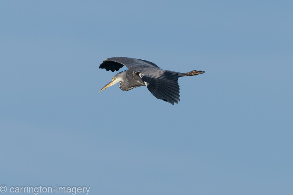 Gray Heron - ML624076866