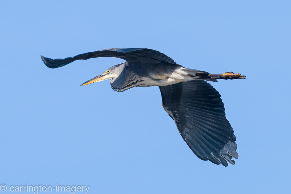 Gray Heron - ML624076867