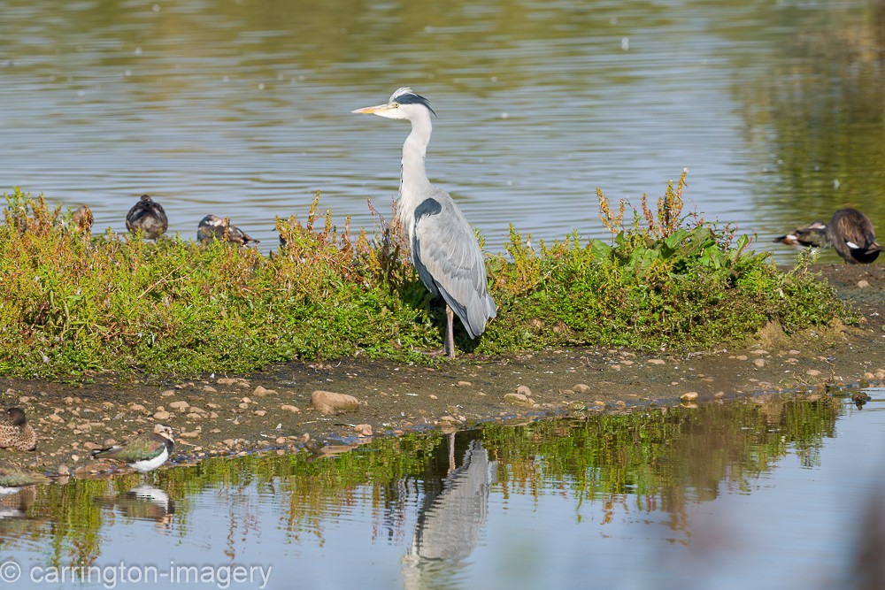 Gray Heron - ML624076868