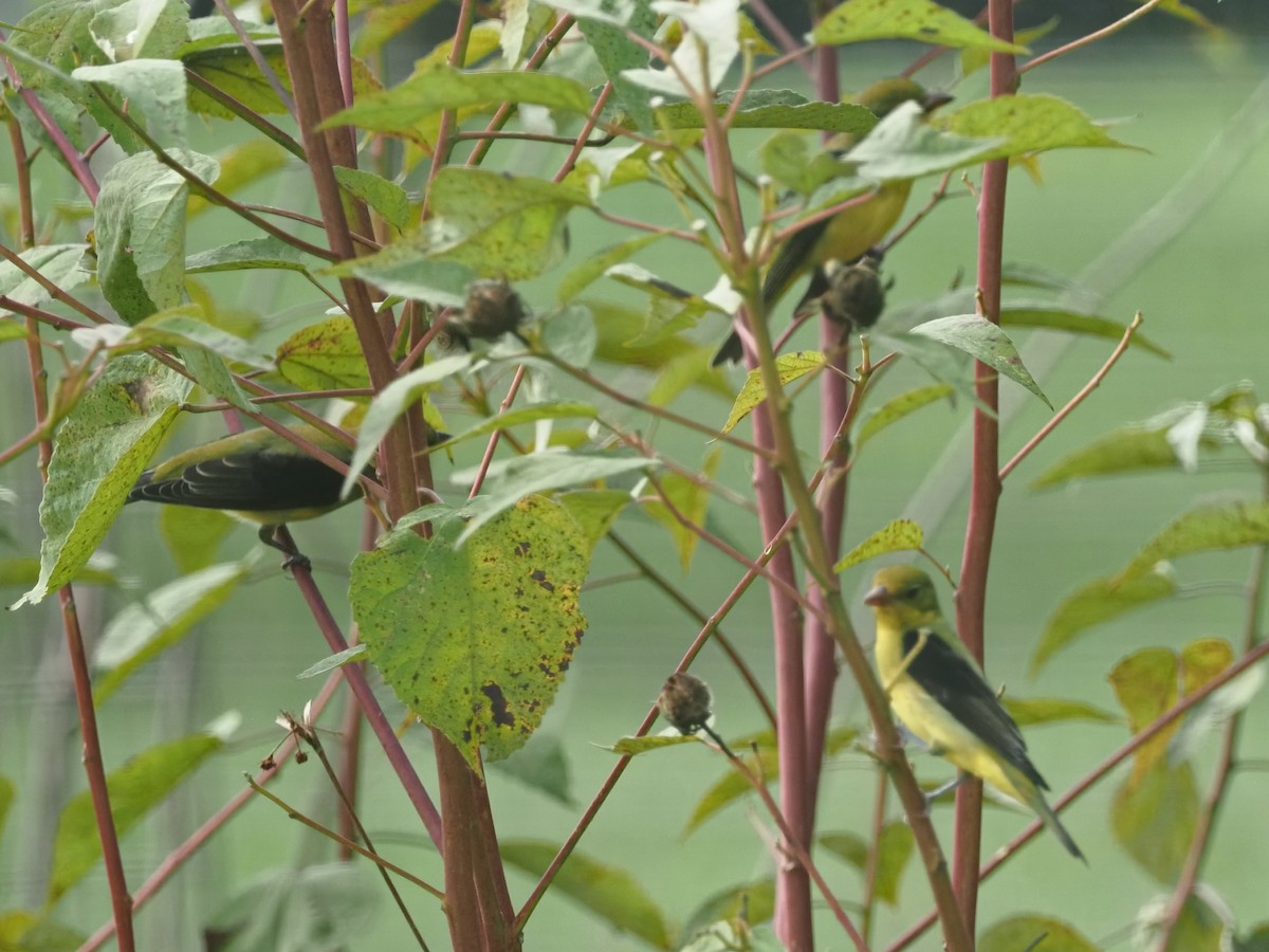 Scarlet Tanager - Russell Myers