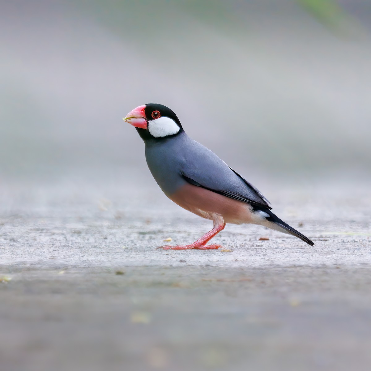 Java Sparrow - ML624076883