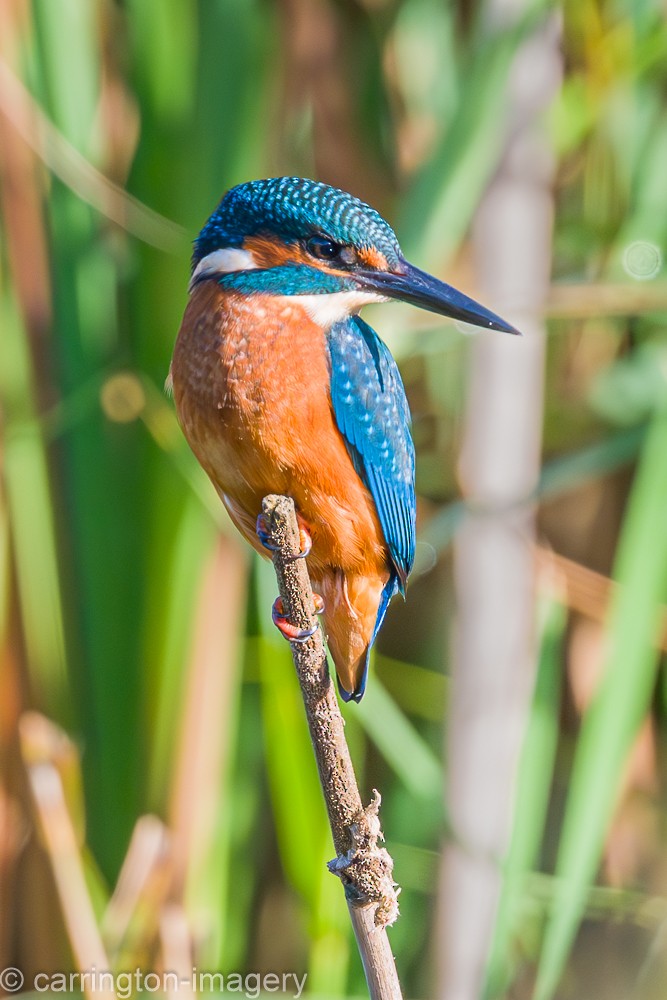 Common Kingfisher - ML624076884