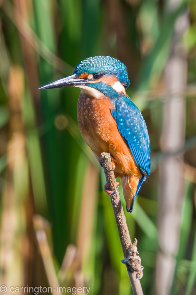 Common Kingfisher - ML624076885