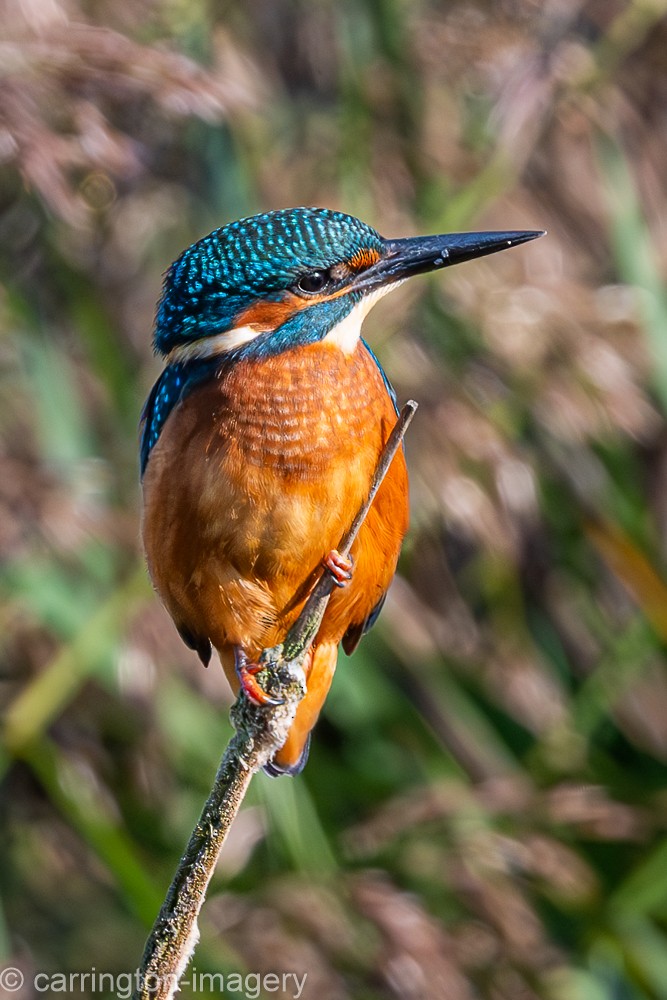 Common Kingfisher - ML624076886