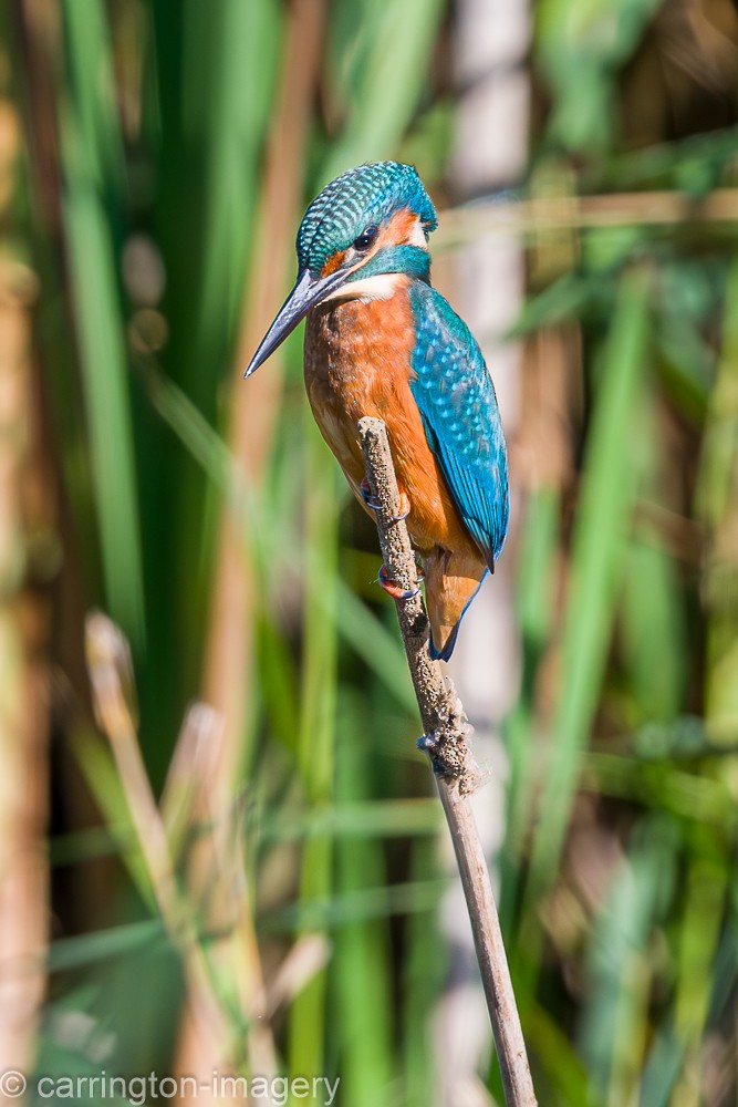 Common Kingfisher - ML624076887