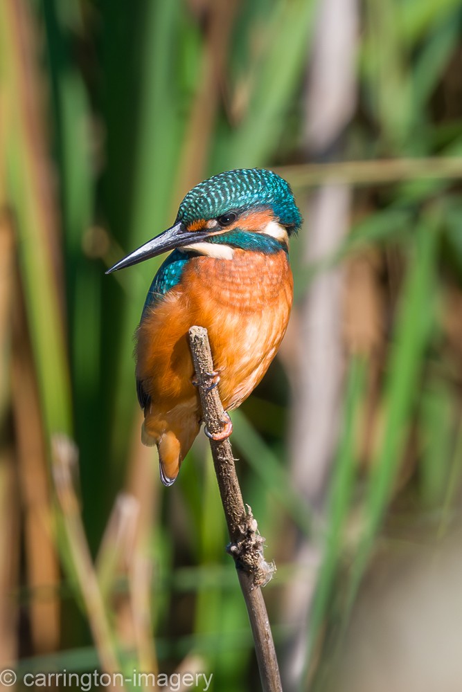 Common Kingfisher - ML624076888