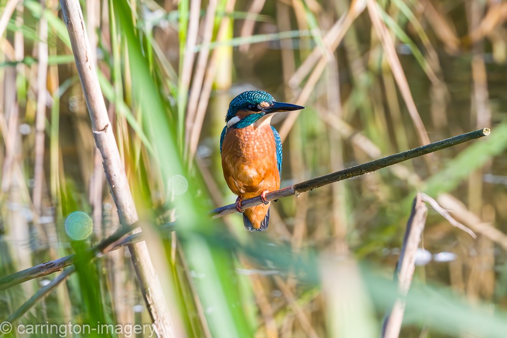 Common Kingfisher - ML624076889