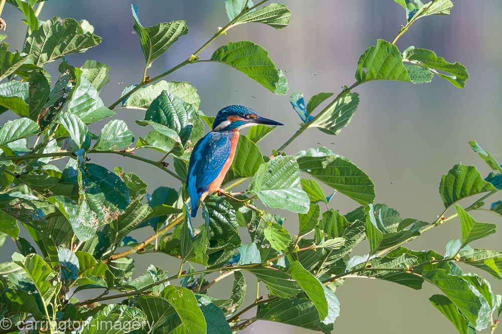 Common Kingfisher - ML624076890