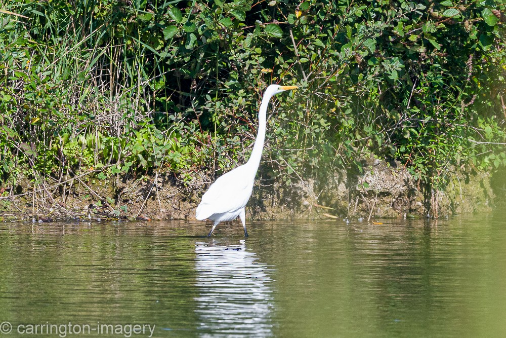 Great Egret - ML624076895