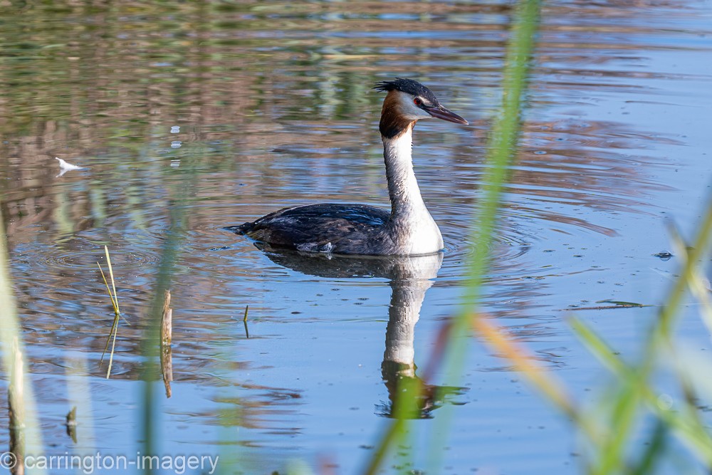 Great Crested Grebe - ML624076905