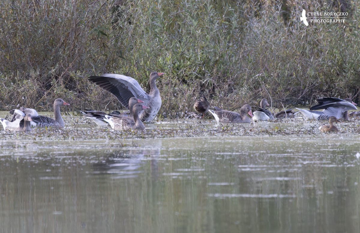 Graylag Goose - ML624077025