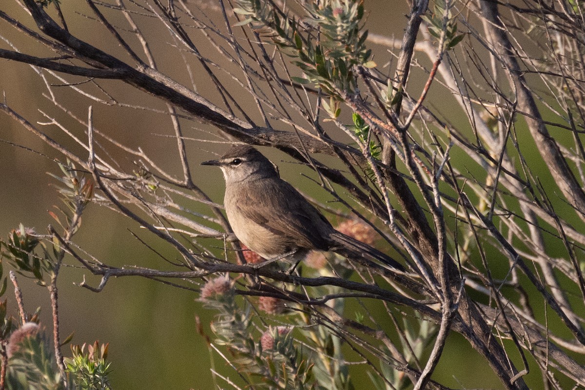 Karoo Scrub-Robin - ML624077028