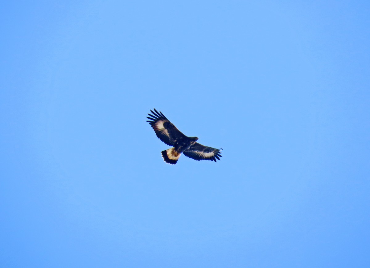 Golden Eagle - Francisco Javier Calvo lesmes