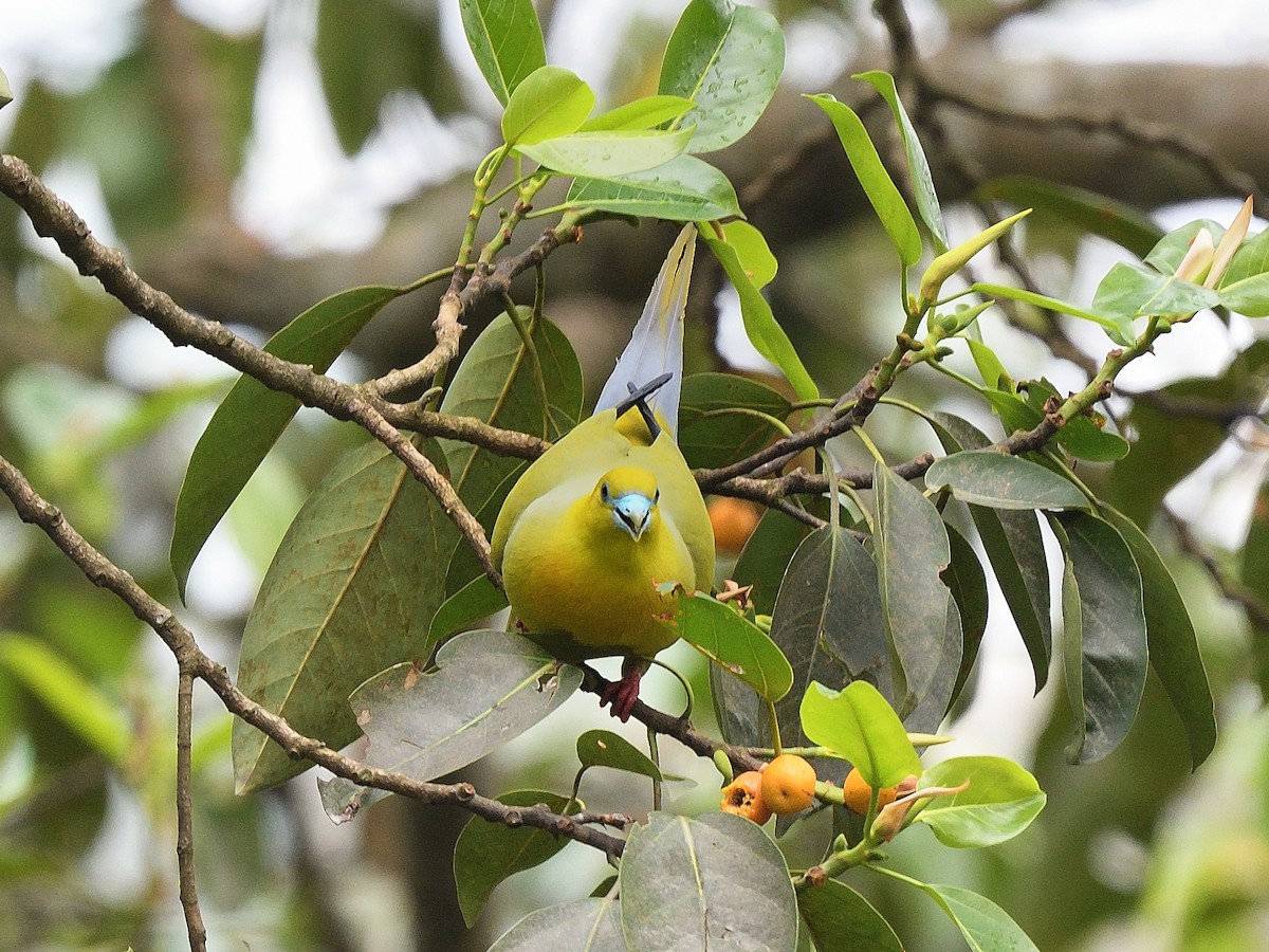 Pin-tailed Green-Pigeon - ML624077109