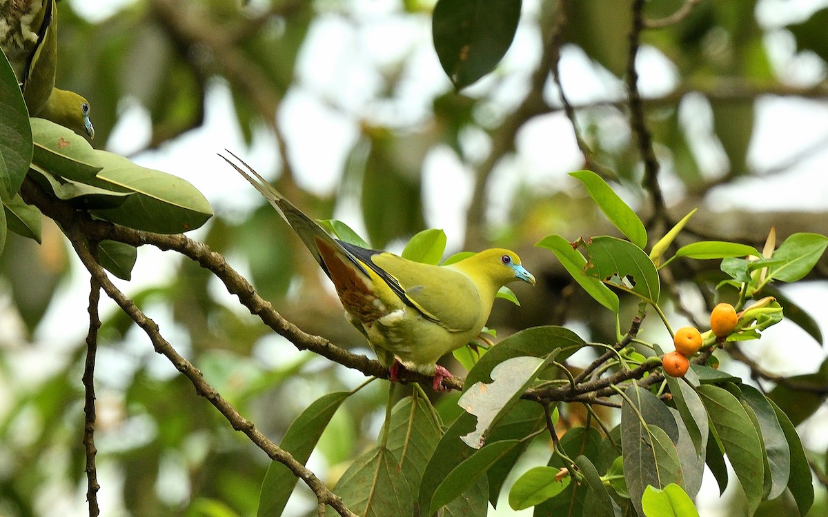 Pin-tailed Green-Pigeon - ML624077112