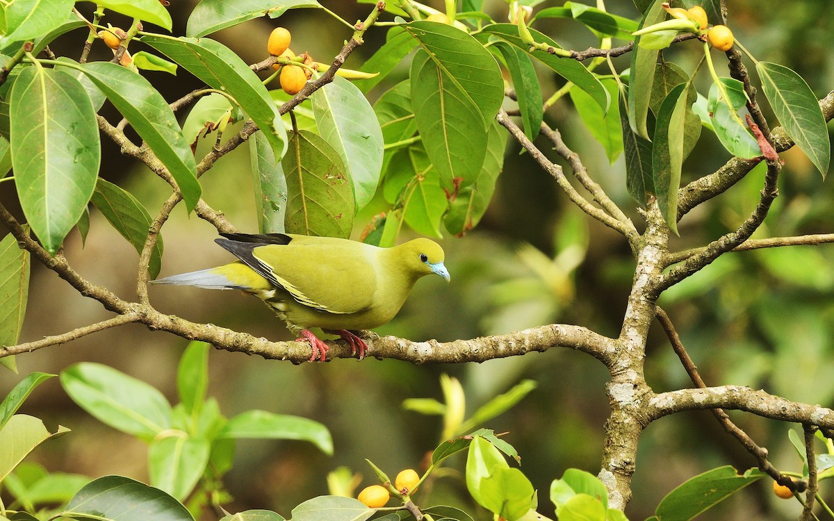 Pin-tailed Green-Pigeon - ML624077113