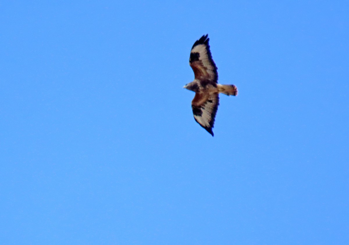 Common Buzzard - ML624077114