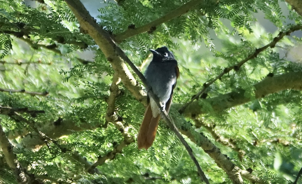 African Paradise-Flycatcher - ML624077116