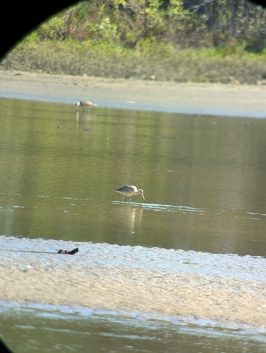 Marbled Godwit - ML624077177