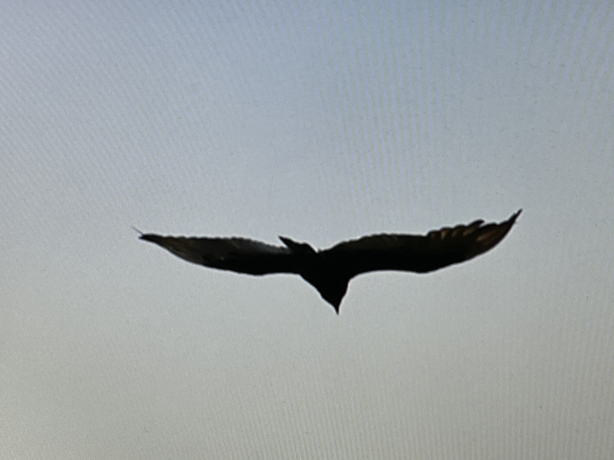 Turkey Vulture - ML624077188