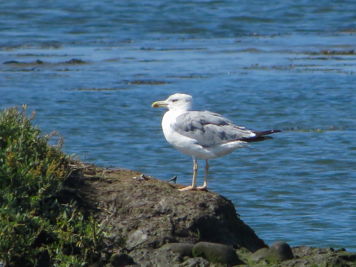 Gaviota Patiamarilla - ML624077196