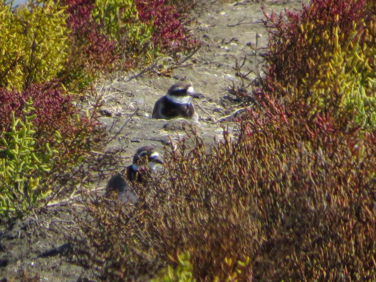 Common Ringed Plover - Cauã Menezes