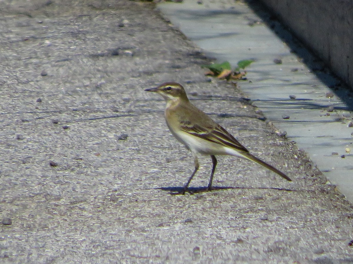 Western Yellow Wagtail (iberiae) - Cauã Menezes