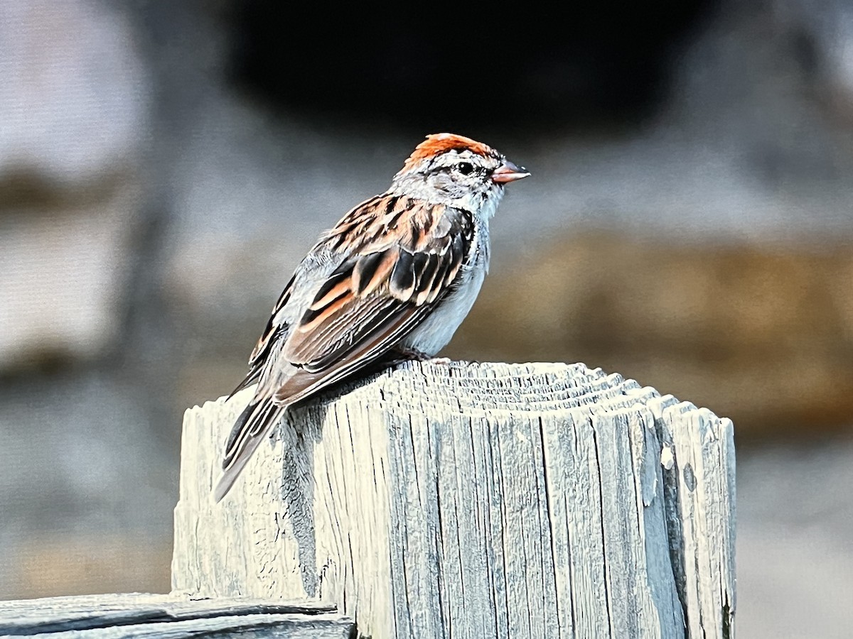 Chipping Sparrow - ML624077240