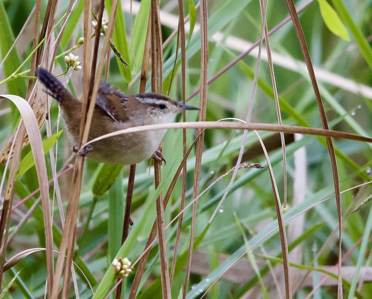 Marsh Wren - ML624077320