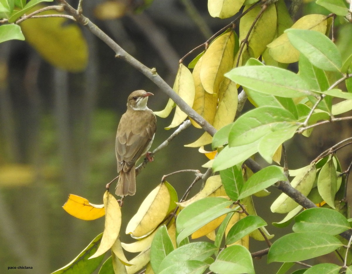 Brown-backed Honeyeater - Paco Chiclana