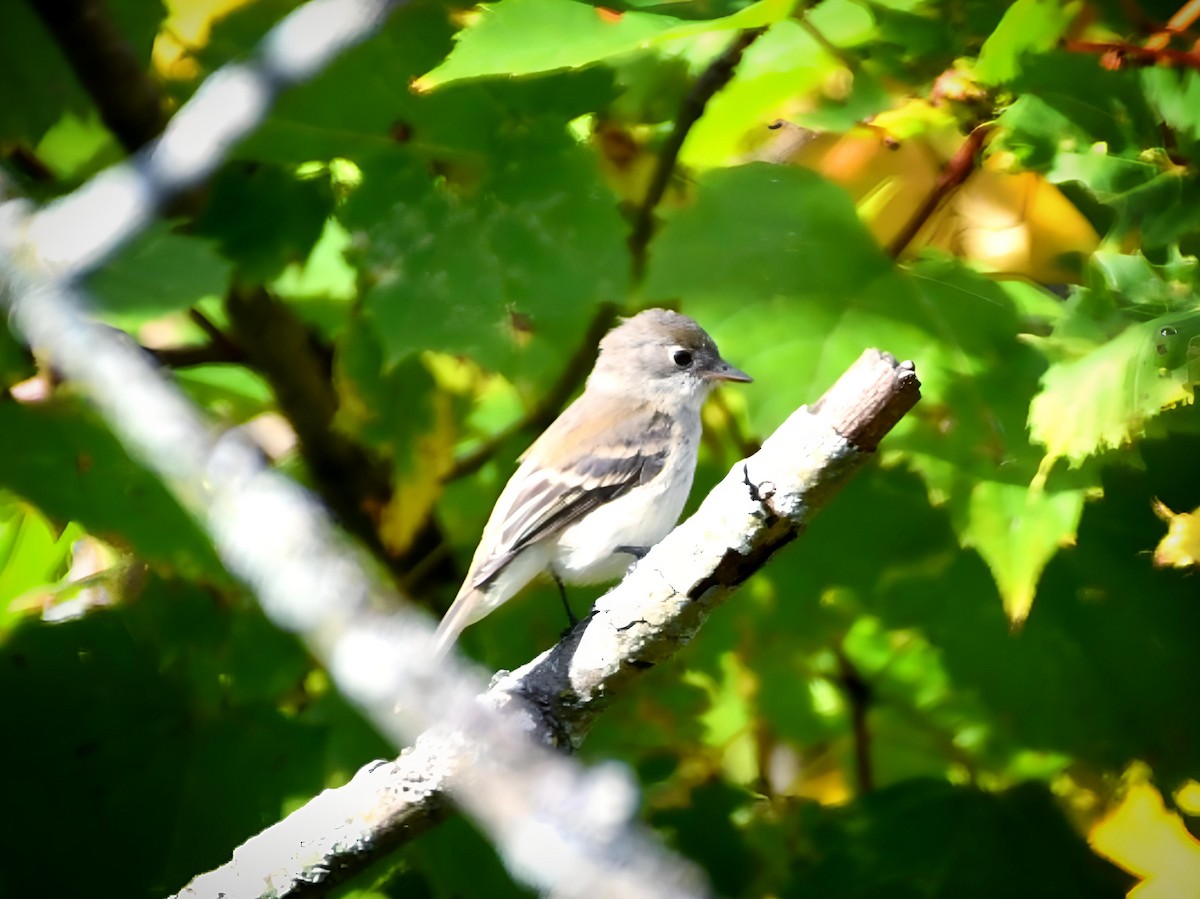 Moucherolle tchébec - ML624077329