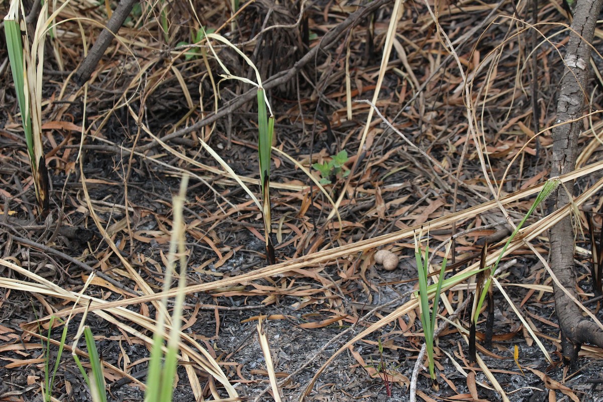 Scissor-tailed Nightjar - Naré Berduc