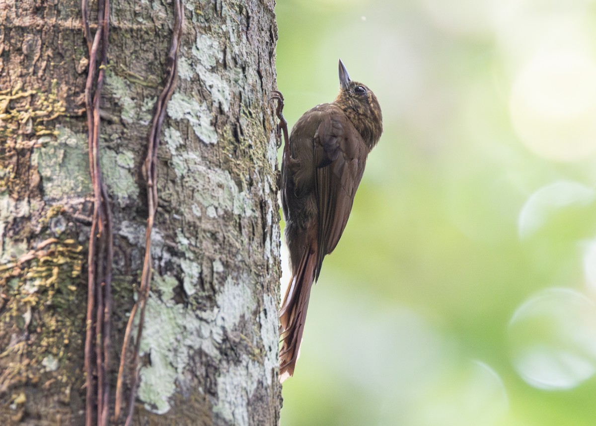 Wedge-billed Woodcreeper (spirurus Group) - ML624077355