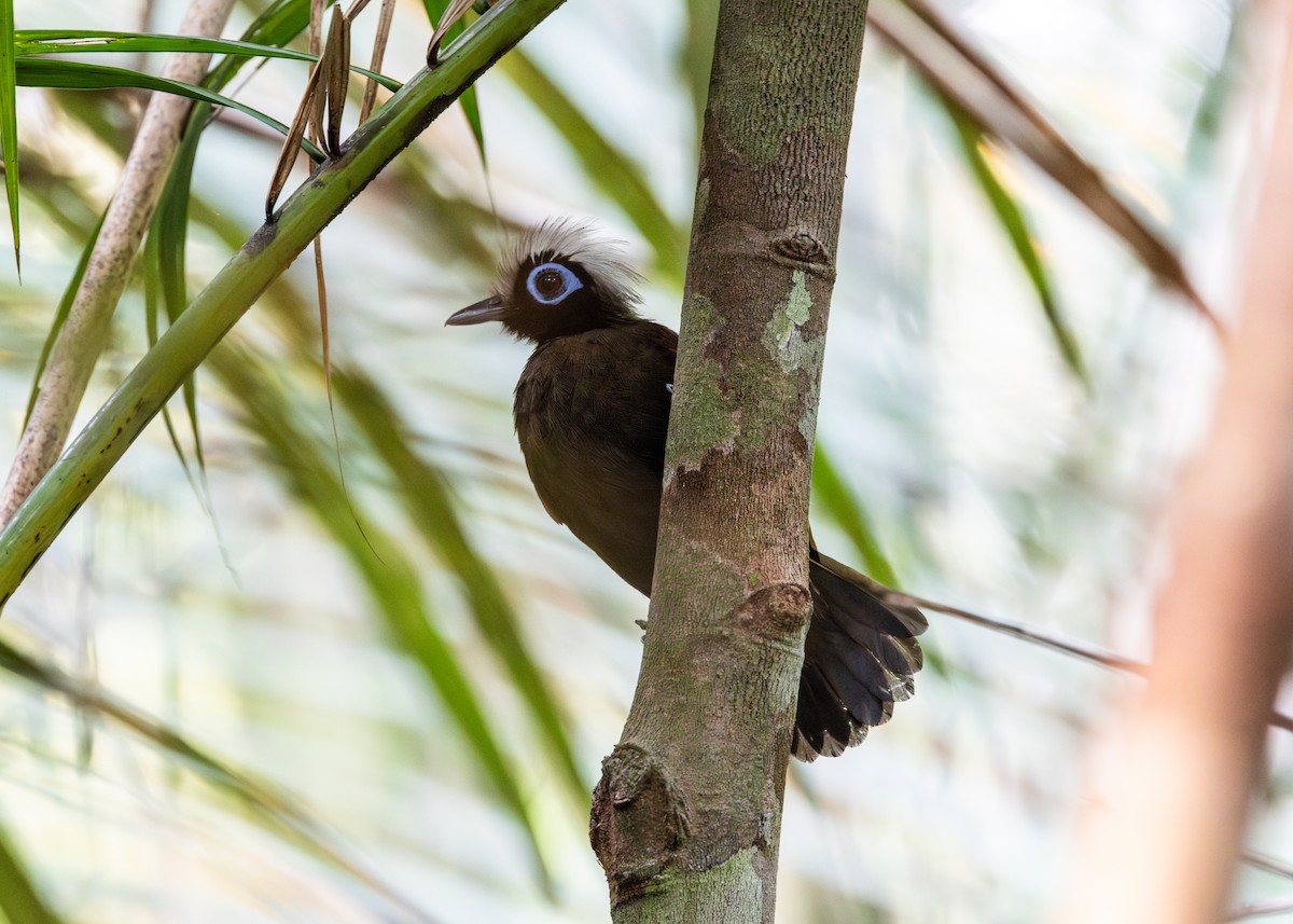 Grauschopf-Ameisenvogel - ML624077361