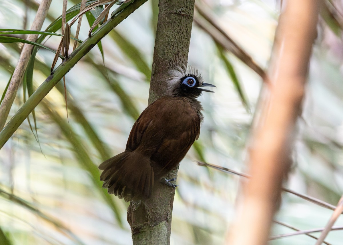 Grauschopf-Ameisenvogel - ML624077364